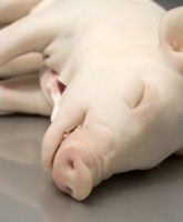 /album/galeria/fresco-jpg/