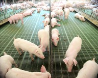 /album/galeria/foto-10156-mlechones-jpg/