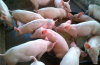 /album/galeria/influencia-del-sabor-del-alimento02-jpg/