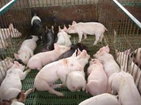 /album/galeria/lechones-canales-porcinos-destetes-cerditos-9166-mlm20012685449-112013-o-jpg/