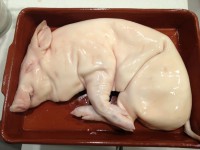 /album/fotogaleria-lechones/cochinillo-crudo-en-bandeja-de-barro-jpg/